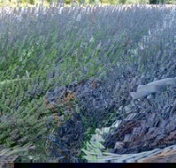 Melton - Tourism Noosa