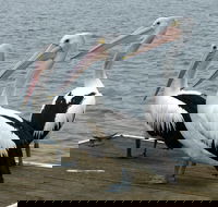 Pelican Feeding - Tourism Noosa