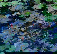 Pine Creek Water Gardens - Tourism Noosa