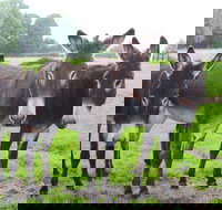 The Good Samaritan Donkey Sanctuary - Tourism Noosa