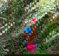 TreeTop Challenge - Sunshine Coast - Tourism Noosa