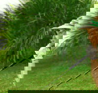 Whitsunday Green Club Golf - Tourism Noosa