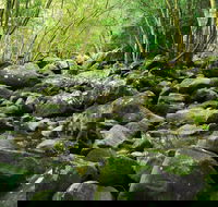 Wodi Wodi Walking Track - Tourism Noosa