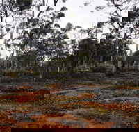 Woylie Walk Dryandra Woodland - Tourism Noosa