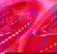 Abandon Stress Mobile Massage - Tourism Noosa