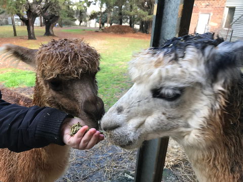 Alpaca Farm Experience At Crookwell - Tourism Noosa 0