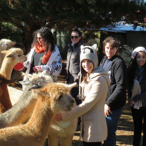 Alpaca Farm Experience At Crookwell - Tourism Noosa 2