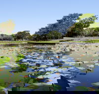 Anderson Park Botanic Gardens - Tourism Noosa