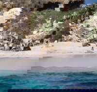 Australian Sea Lions - Tourism Noosa