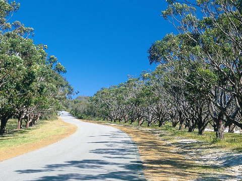 Avenue Of Honour - Tourism Noosa 1