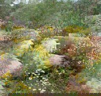 Ben Hall's Cave Walking Track - Tourism Noosa