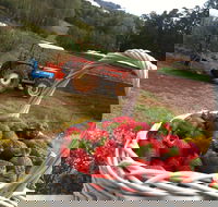 Blue Hills Berries and Cherries - Tourism Noosa