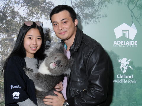 Cleland Wildlife Park - Koala Hold - Tourism Noosa 0