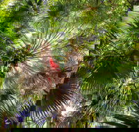 Depot Beach Rainforest Walk - Tourism Noosa