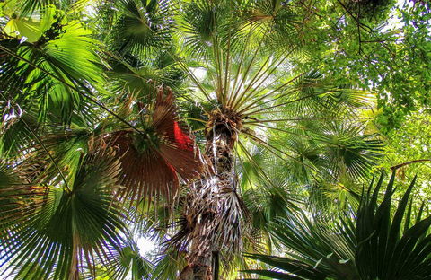 Depot Beach Rainforest Walk - Tourism Noosa 0