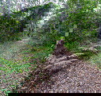 Double Wharf Trail - Tourism Noosa