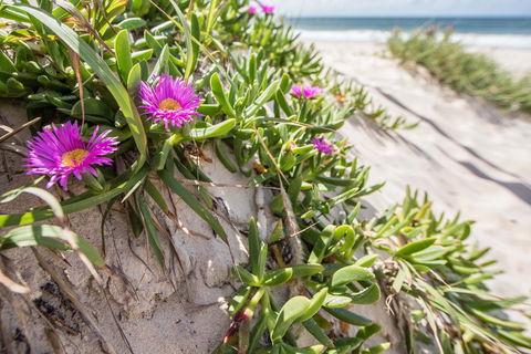 Fort Bribie - Tourism Noosa 0