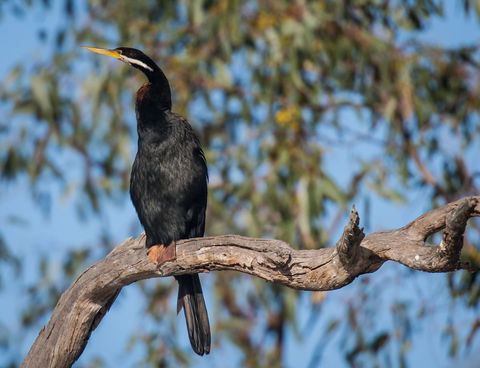 Greenough River Nature Trail - Tourism Noosa 0