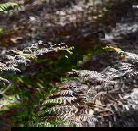 Langwarrin Flora and Fauna Reserve Walking Trails - Tourism Noosa