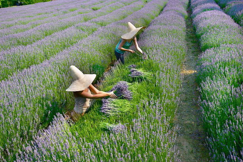 Lavandula Swiss Italian Farm - Tourism Noosa 0