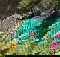 Living Legends The International Home of Rest for Champion Horses - Tourism Noosa