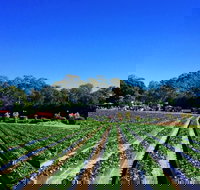 Palmview - Tourism Noosa