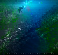 Piccaninnie Ponds Conservation Park - Tourism Noosa