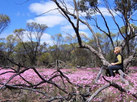 Talgomine Reserve - Tourism Noosa 1