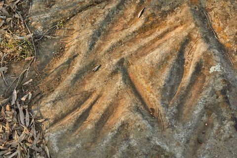 Terramungamine Rock Grooves - Tourism Noosa 1