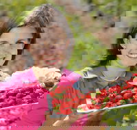 The Super Strawberry - Tourism Noosa