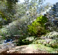 Wadbilliga Road drive - Tourism Noosa