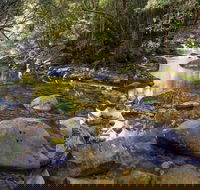 Washpool Walking Track - Tourism Noosa