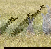 Woodlands Historic Park - Tourism Noosa