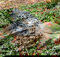 Antony Symons - Retrospective of a Life's Work - Tourism Noosa