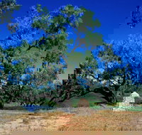 Comet - Tourism Noosa