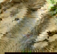 Darling Downs Zoo - Tourism Noosa