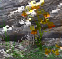 Dawn Atwell Nature Reserve - Tourism Noosa