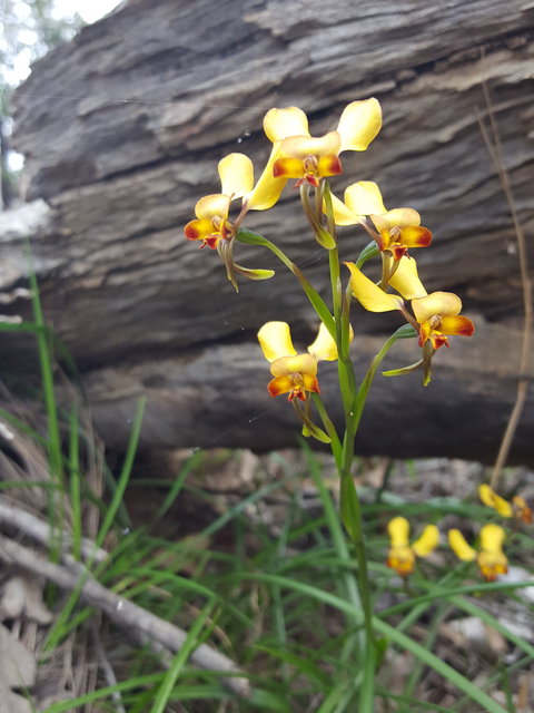 Dawn Atwell Nature Reserve - Tourism Noosa 0