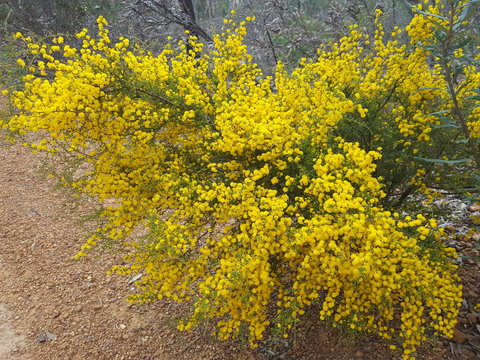 Dawn Atwell Nature Reserve - Tourism Noosa 2