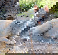 Durong Dingo Sanctuary - Tourism Noosa