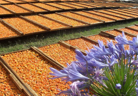 Gully Gardens - Tourism Noosa 2