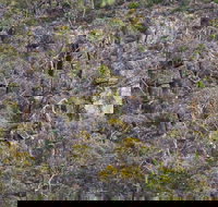 Horsnell Gully and Giles Conservation Parks - Tourism Noosa