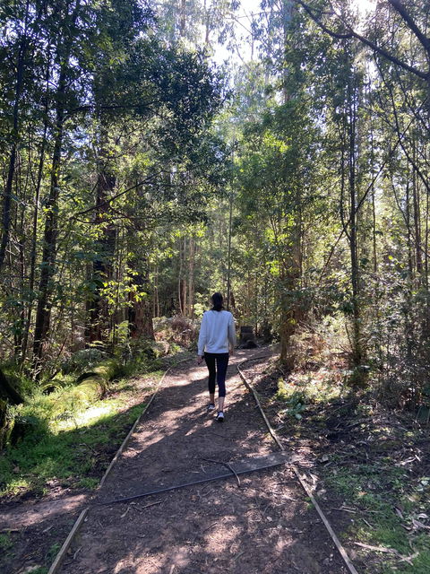 Lyrebird Circuit Walk - Tourism Noosa 0