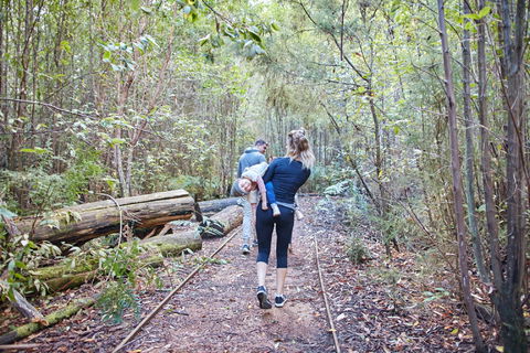 Lyrebird Circuit Walk - Tourism Noosa 1