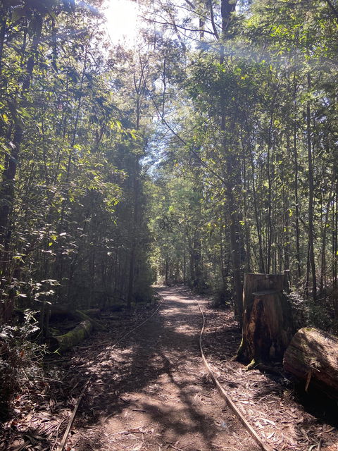 Lyrebird Circuit Walk - Tourism Noosa 2