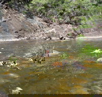 Mount Boss State Forest - Tourism Noosa