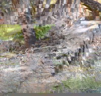 Nyah Vinifera Park - Tourism Noosa