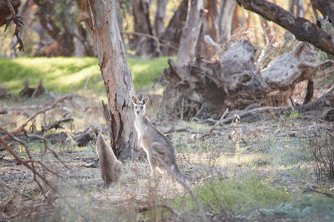 Nyah Vinifera Park - Tourism Noosa 0