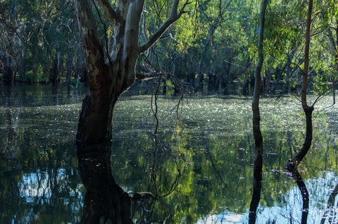 Nyah Vinifera Park - Tourism Noosa 2