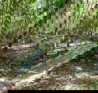 Old Bottlebutt - Tourism Noosa